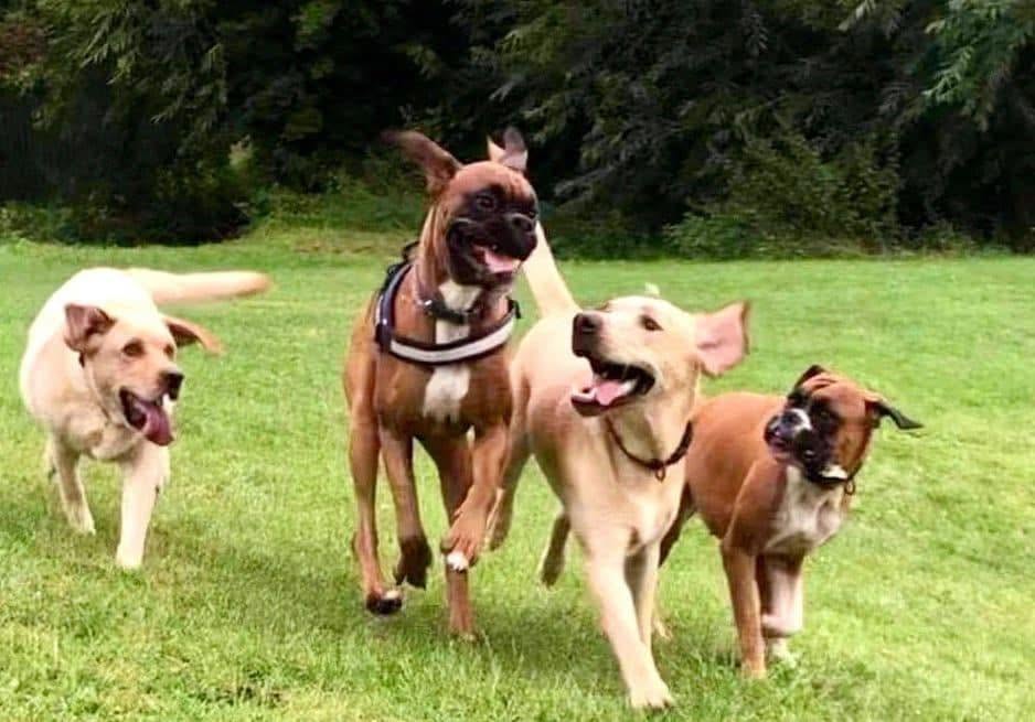 Four dogs enjoying a walk together